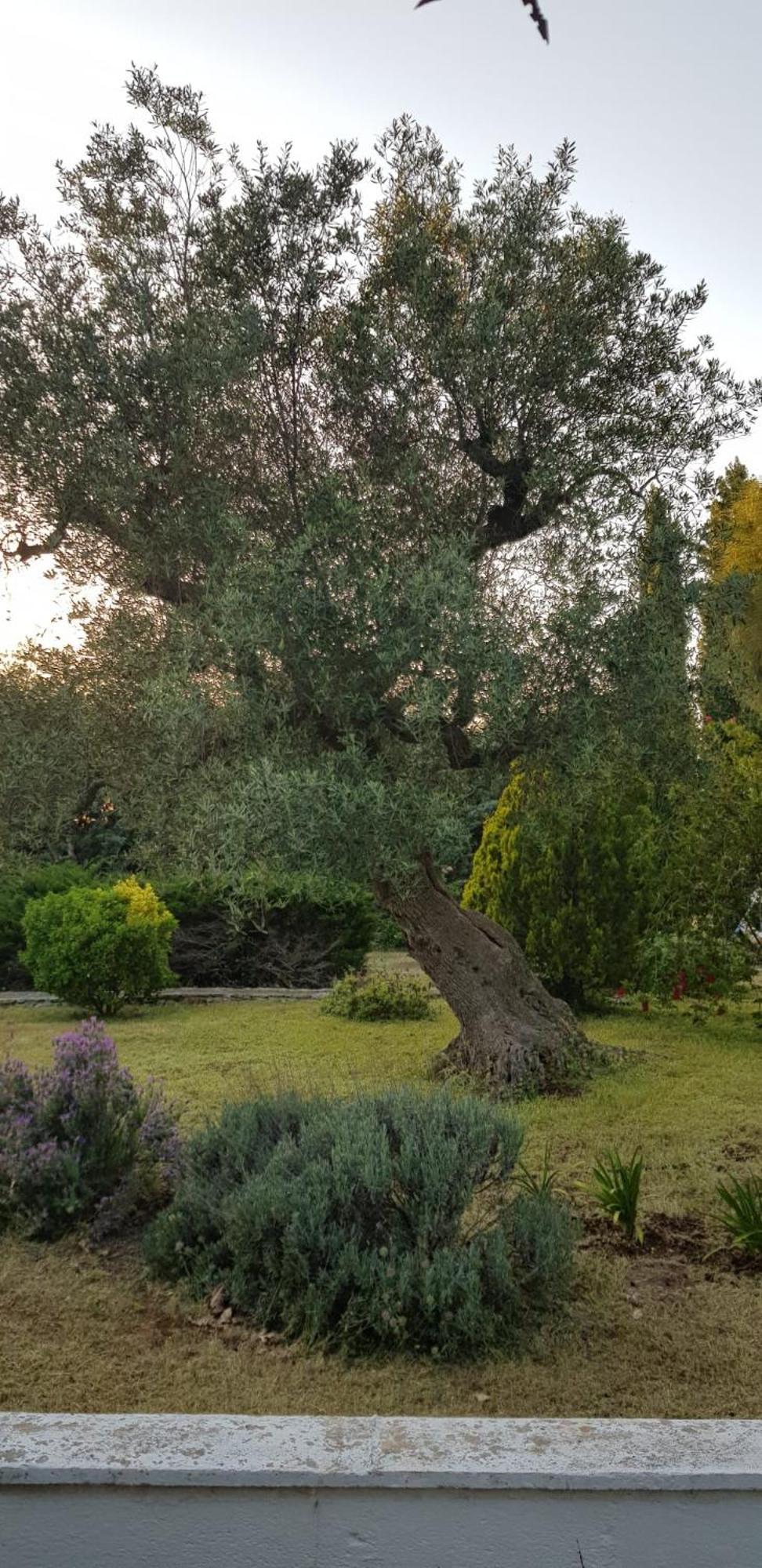 Villa Isabella Ostuni Extérieur photo